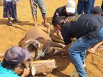 hewan qurban utk masyarakat tanah tinggi jonggol